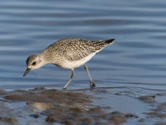 Grey plover