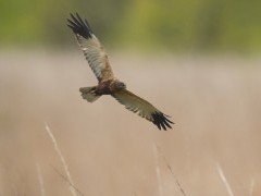 Marsh harrier