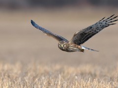 Northern hen harrier