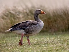Pink-footed goose