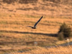Short-eared owl