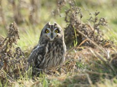 Short-eared owl