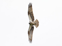 Osprey in the UK.