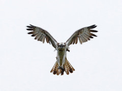 Osprey in the UK.