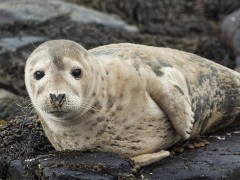 Grey seal pup