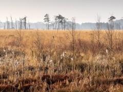 Foulshaw Moss in Lancashire, UK
