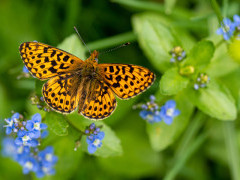 Pearl-bordered fritillary in the UK