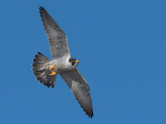 Peregrine falcon in Devon