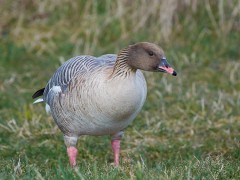 Pink-footed goose