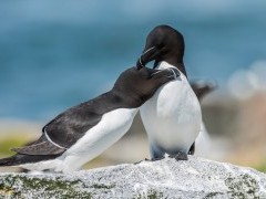 Razorbill
