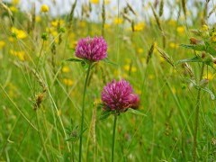 Red clover in Wester Ross, Scotland