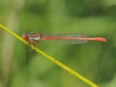 Red damselfly in Devon