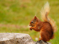 Red squirrel in the UK.