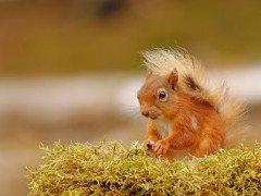 Red squirrel in the UK.