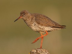 Redshank