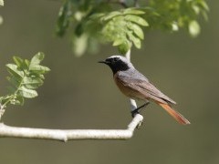 Redstart