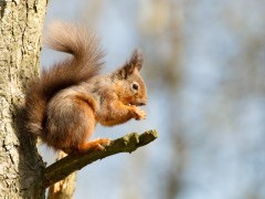 Red squirrel