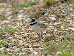 Ringed plover in the UK