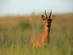 Roe deer in the UK.
