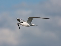 Sandwich tern