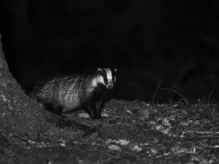 Badger in Aigas, Scotland.