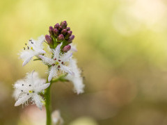 Bog bean in Aigas, Scotland.