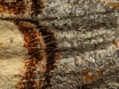 Buff-tip moth in Aigas, Scotland.