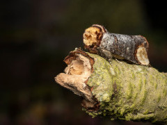 Buff-tip moth in Aigas, Scotland.