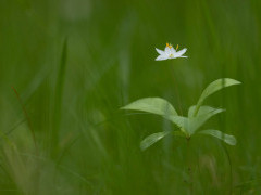 Chickweed wintergreen in Aigas, Scotland.