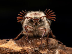 Cockchafer in Aigas, Scotland.