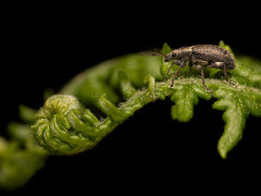 Common leaf weevil in Aigas, Scotland.