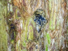 Eurasian treecreeper at Aigas Field Centre in the Scottish Highlands.