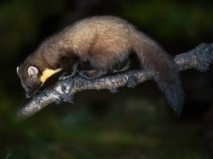 Pine marten at Aigas Field Centre in the Scottish Highlands.