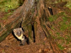 Pine marten at Aigas Field Centre in the Scottish Highlands.