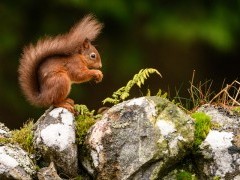 Red squirrel at Aigas Field Centre in the Scottish Highlands.