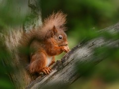 Red squirrel at Aigas Field Centre in the Scottish Highlands.