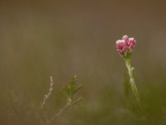 Mountain everlasting in Aigas, Scotland.