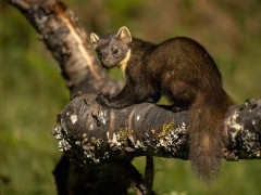 Pine marten in Aigas, Scotland.