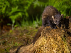 Pine marten in Aigas, Scotland.