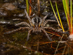 Raft spider in Aigas, Scotland.