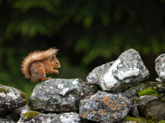 Red squirrel in Aigas, Scotland.