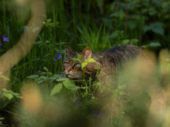 Scottish wildcat in Aigas, Scotland.