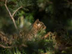 Scottish wildcat in Aigas, Scotland.