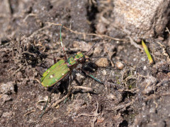Tiger beetle in Aigas, Scotland.