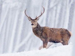 Red deer stag in Scotland.