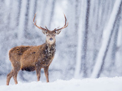 Red deer stag in Scotland.