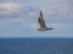 Arctic skua