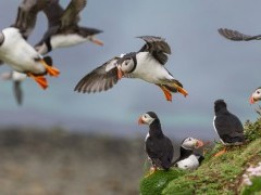 Atlantic puffins on the Isle of Lunga, Scotland.