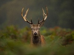Red deer stag in the Scottish Highlands