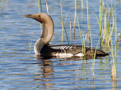Black-throated diver